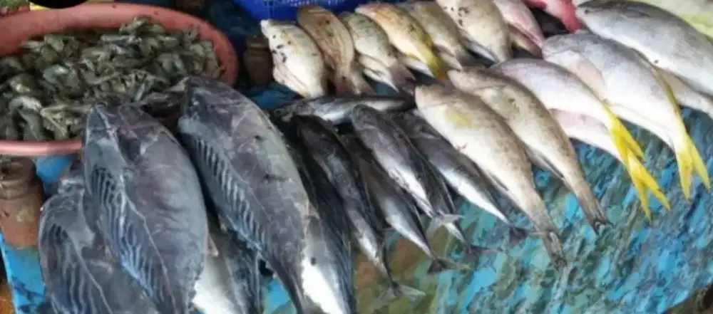 Jual dan terima pesanan aneka macam ikan Laut