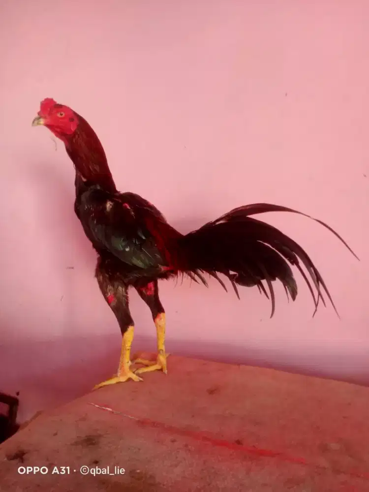 Ayam Bangkok Tehnik