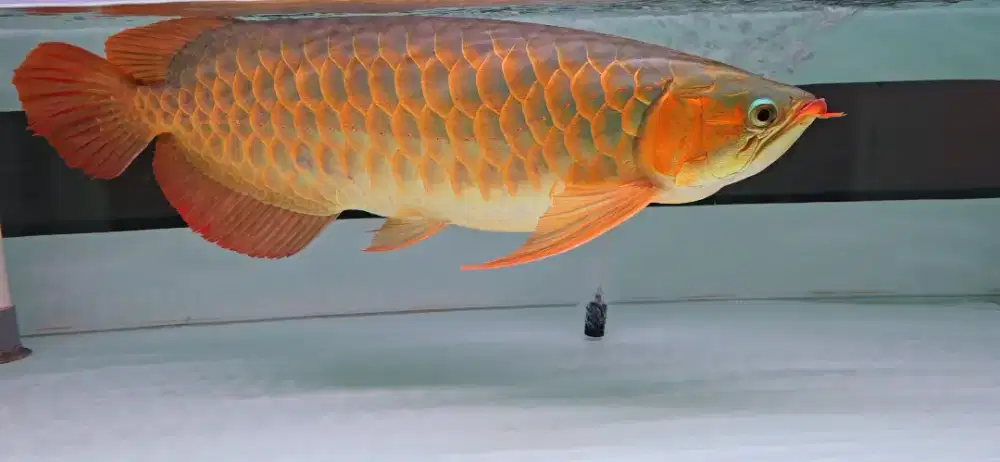 Arwana super red jumbo