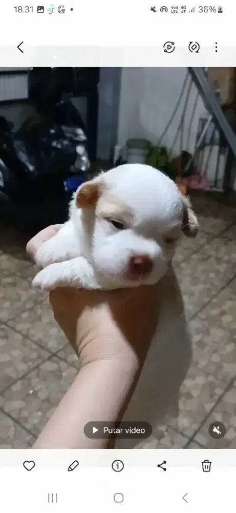 Jual murah anak anjing maltipom