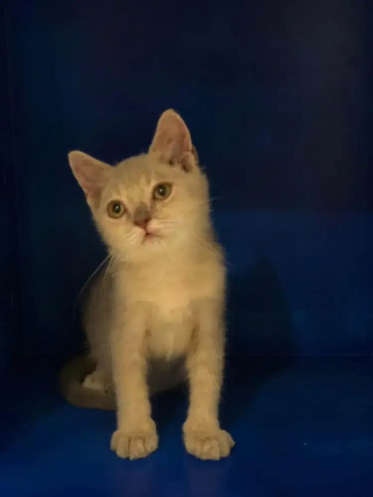 BSH Lilac line PED jantan