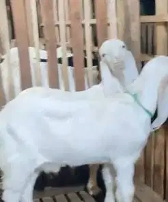 sepasang bakalan kambing etawa senduro super 5-6 bulanan siap ternak