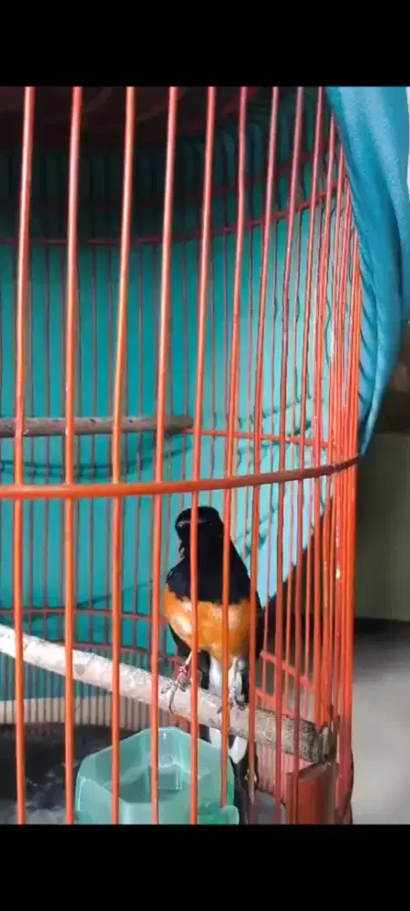 Dijual Burung Murai Batu Blorok