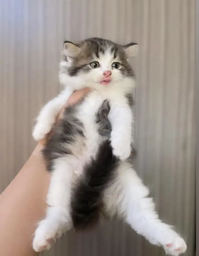 Kitten persia mix BSH