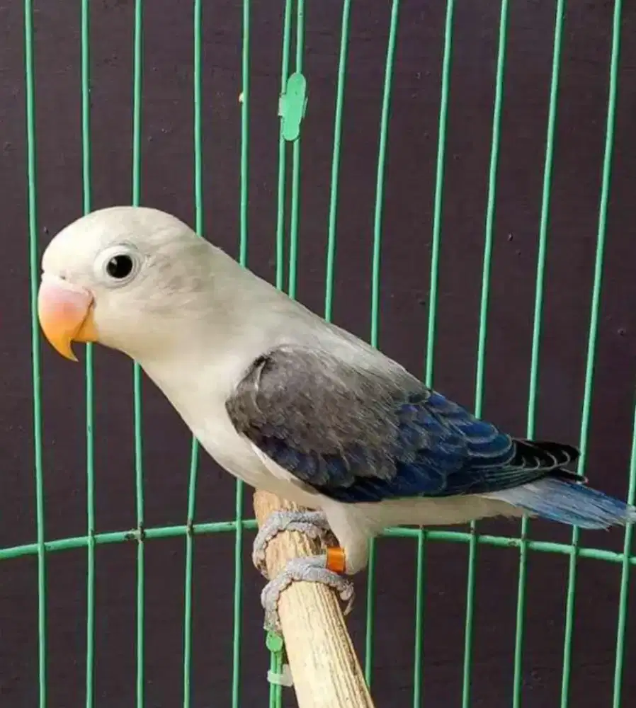 Jual burung Lovebird