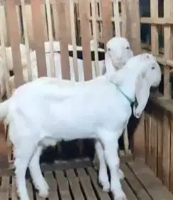 sepasang bakalan kambing etawa senduro 5-6 bulanan super unggulan puas