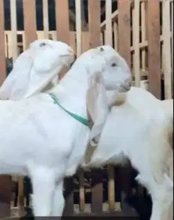 sepasang bakalan kambing etawa senduro 5-6 bulanan super unggulan puas