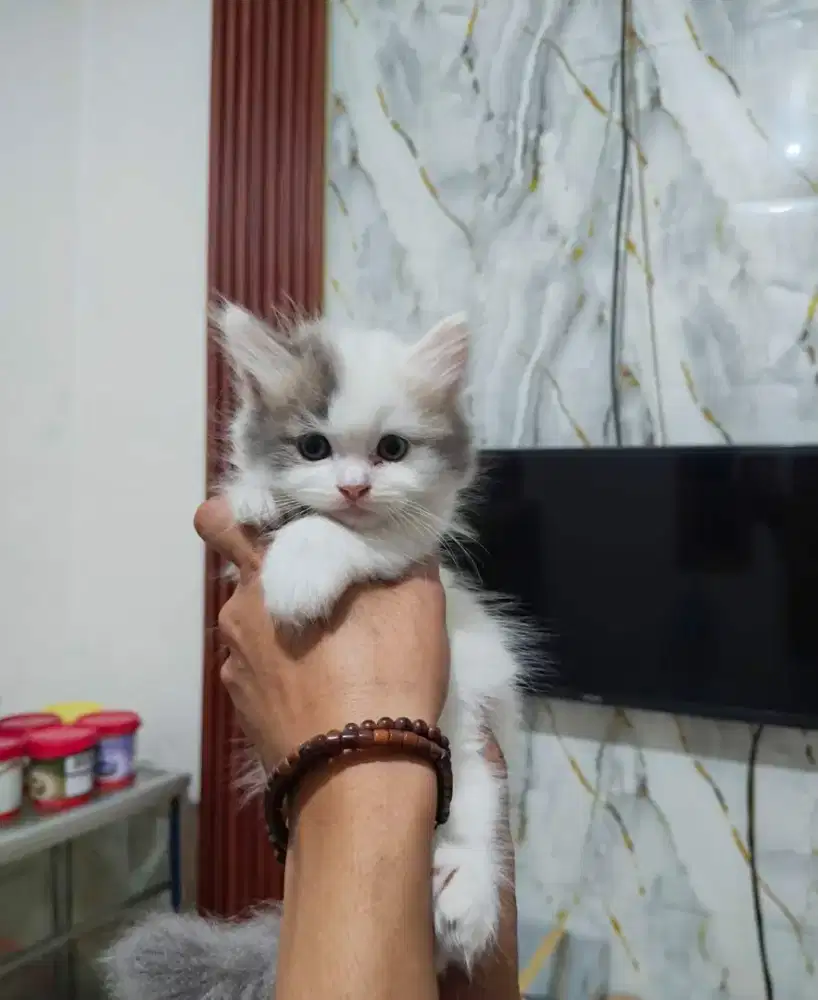 Kucing Munchkin Gaelic cebol Munckin BSH scottish British short hair