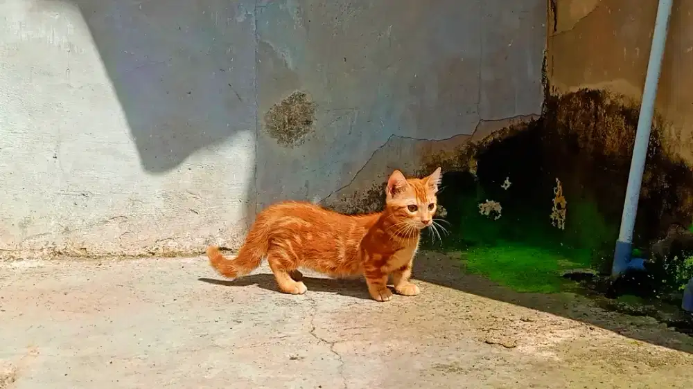 Munchkin marble oranye tua