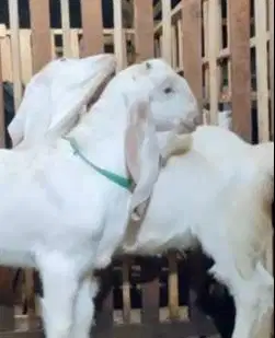 sepasang bakalan kambing etawa senduro superan 5-6 bln unggulan manteb