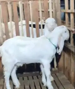 sepasang bakalan kambing etawa senduro 5-6 bulanan super unggulan puas