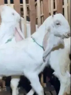 sepasang bakalan kambing etawa senduro 5-6 bulanan super unggulan puas