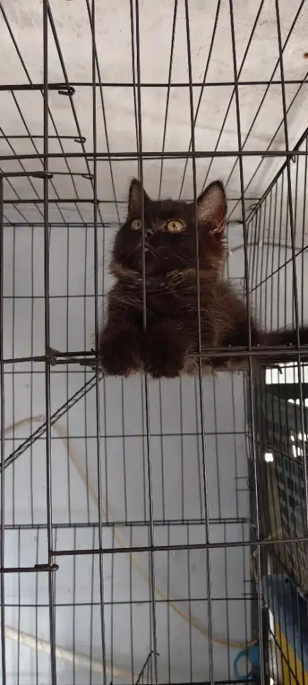 KITTEN munchkin british long hair , jantan