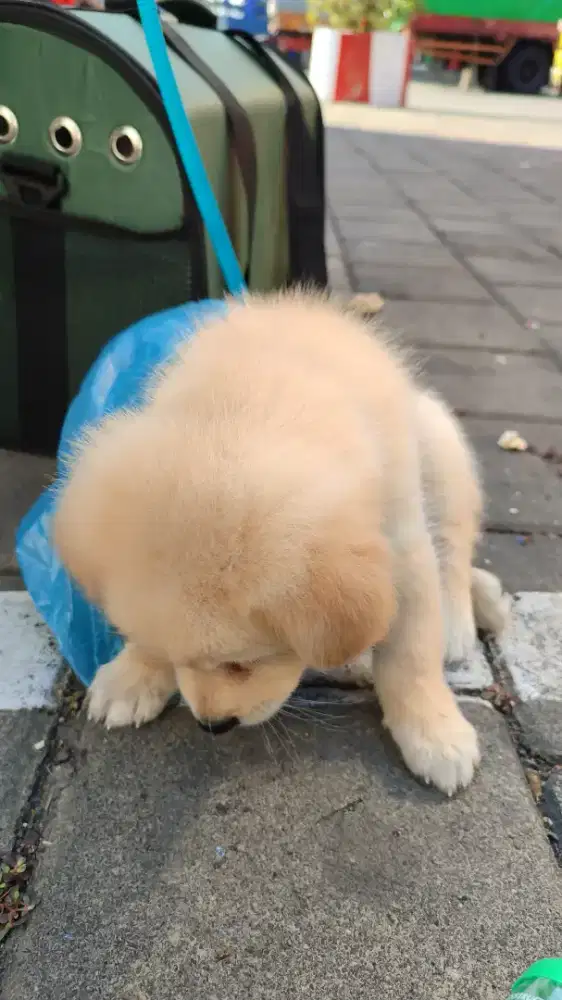 anak anjing induk corgi x sitsu