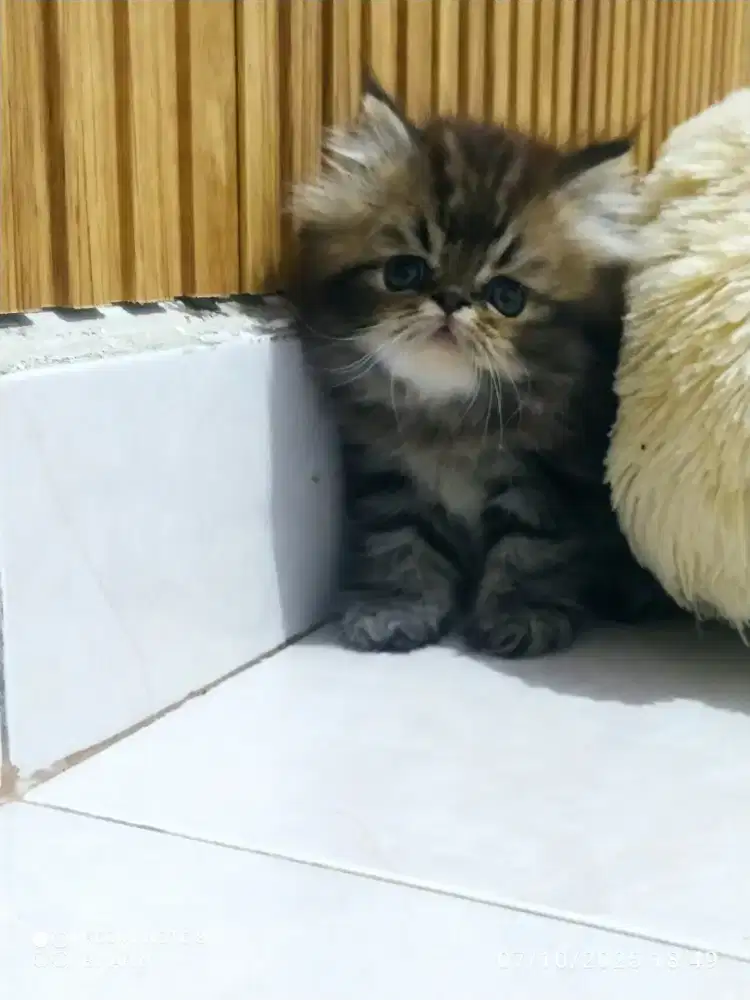 Kitten Minuet NS & Kitten Gaelic Fold NS