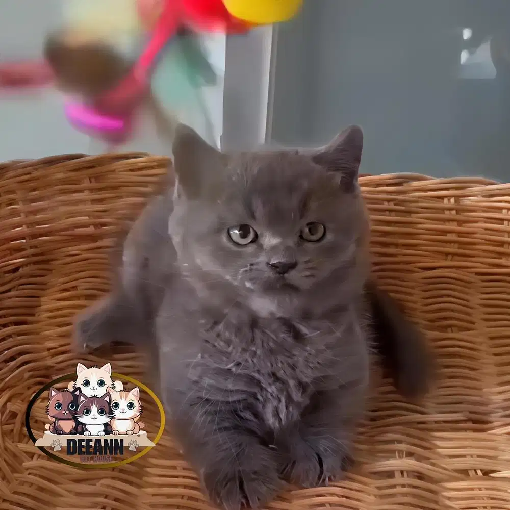 Kucing Munchkin BSH Blue Solid (Line Import)