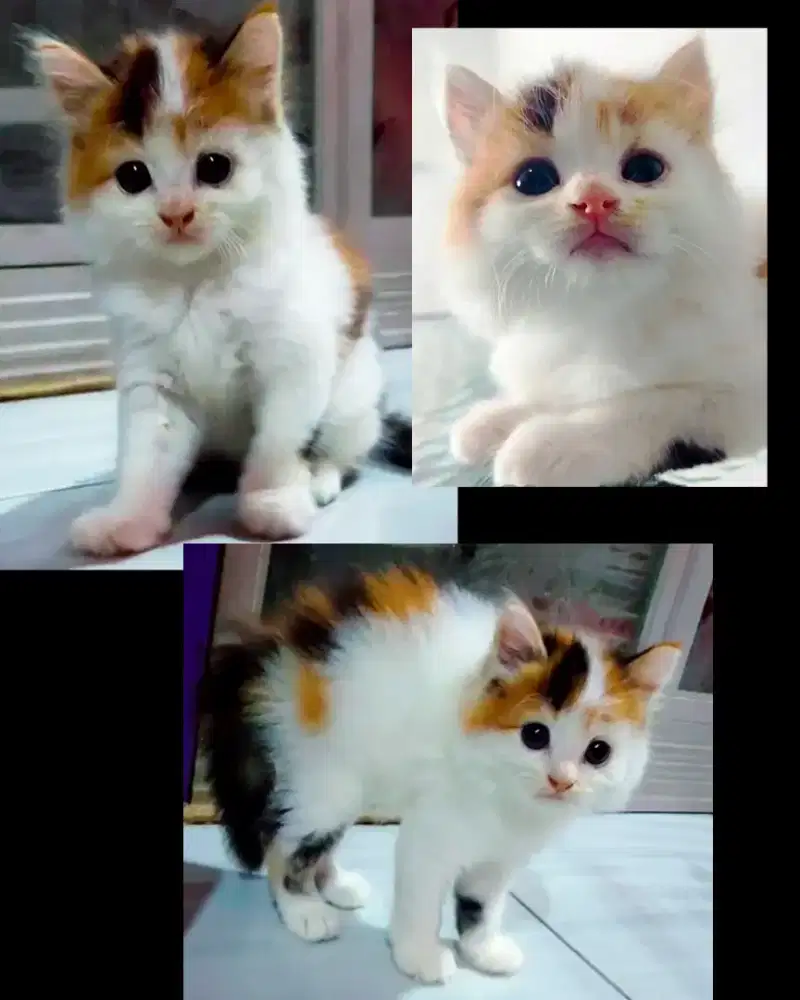 Kucing Persia Medium