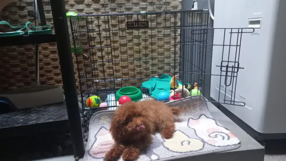 Male Poddle Red Toy (Jantan)