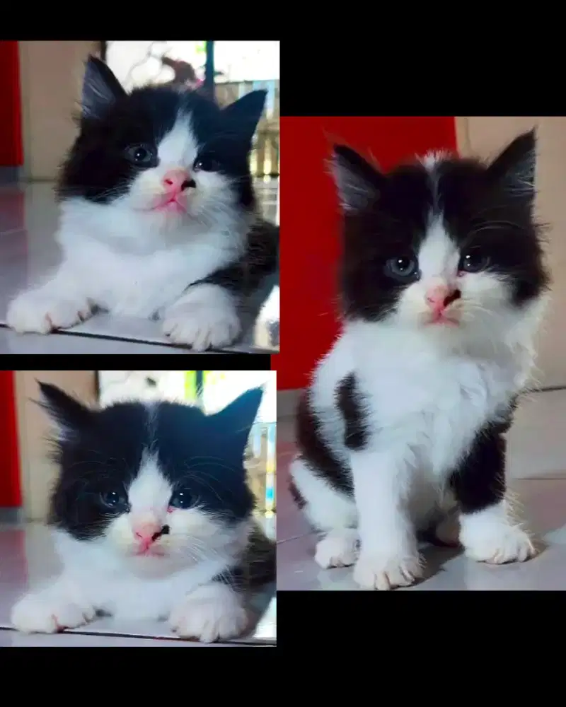 Kucing Persia Medium