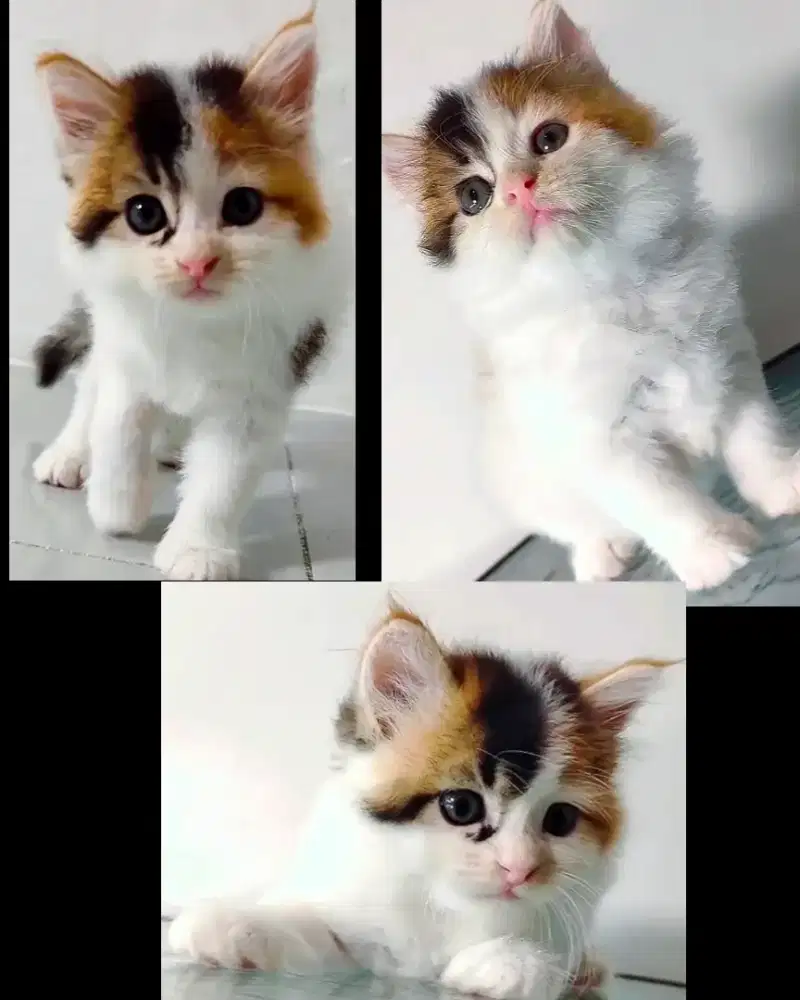 Kucing Persia Medium