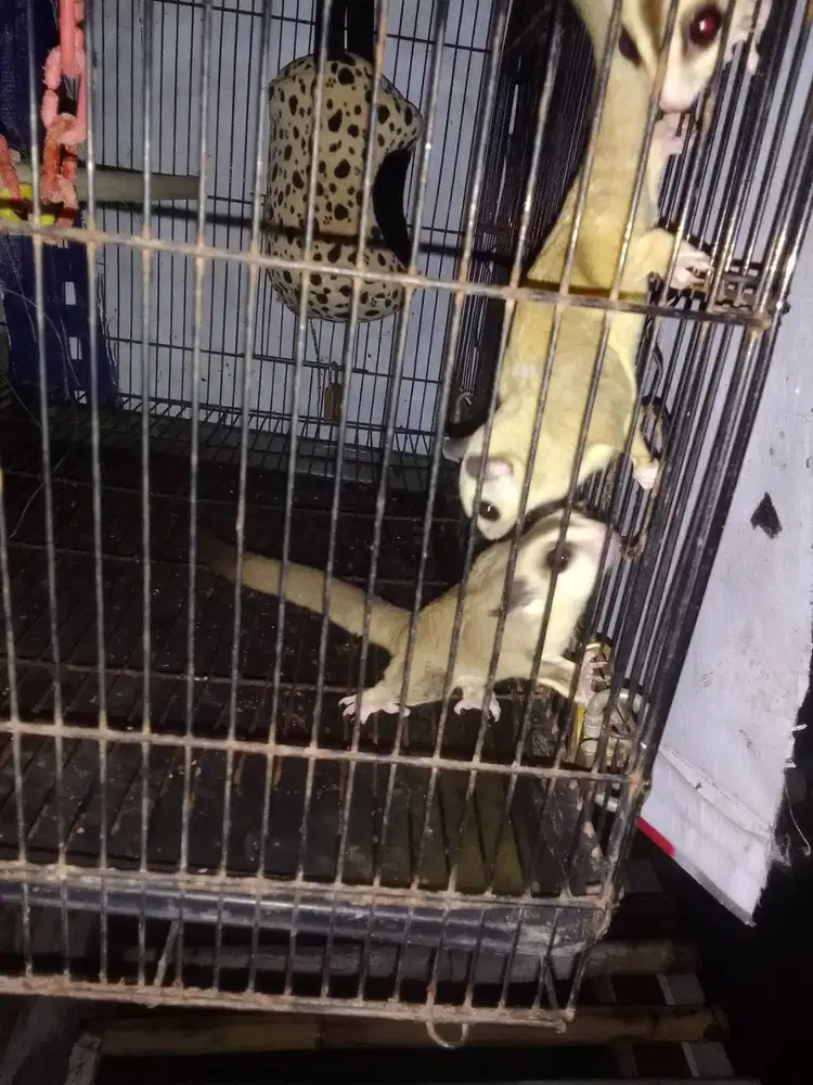 Jual Sugar glider 3 ekor