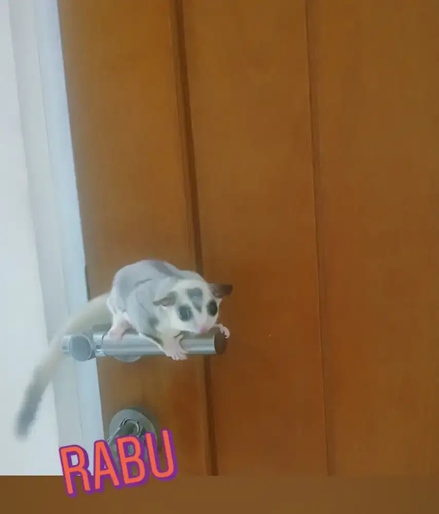 Sugar glider jantann