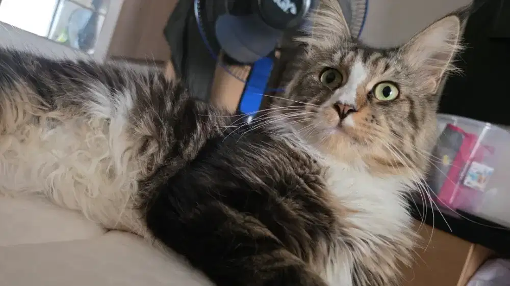 Open Adopt Kucing Maine coon