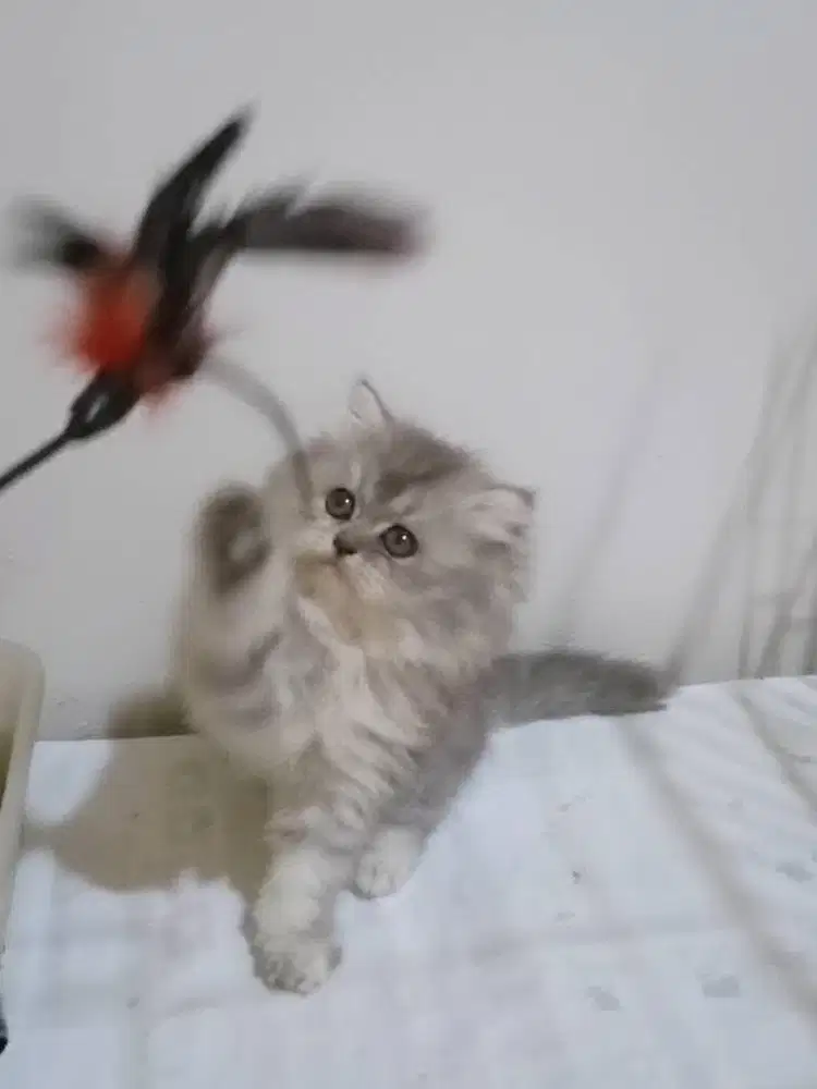 Kitten flatnose