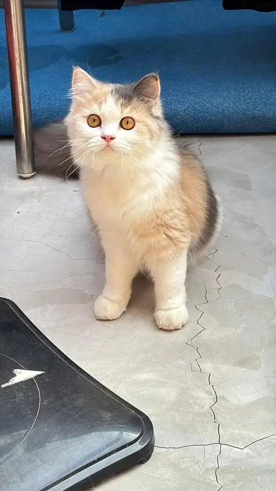 Kucing flatnose