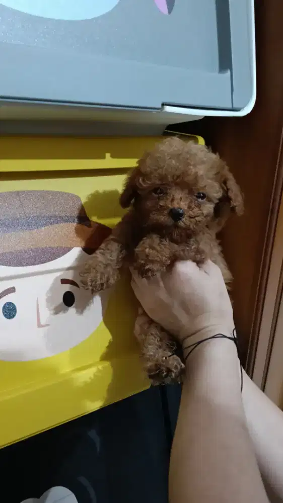 Red Toy Poodle premium