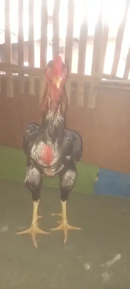 Ayam bangkok shamo uk besar