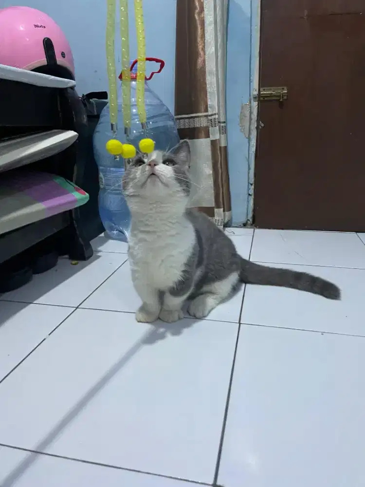 Kucing Munchkin BSH/cebol Brittish shorthair/kaki pendek British bico