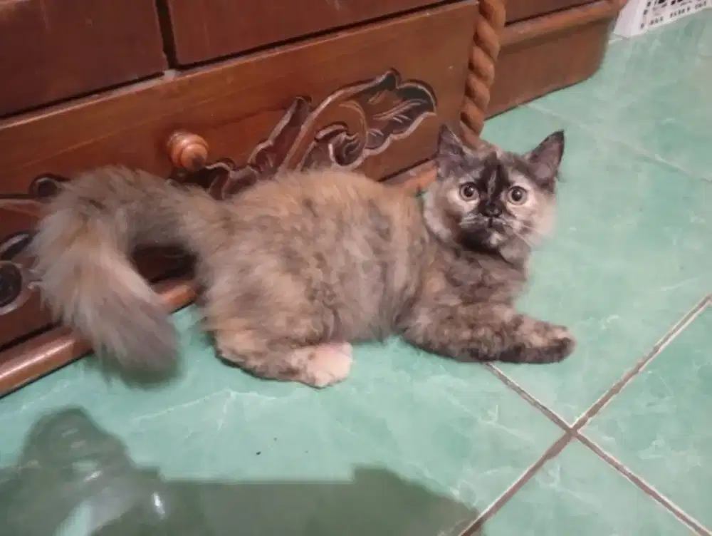 Kucing Ras Persia Anggora