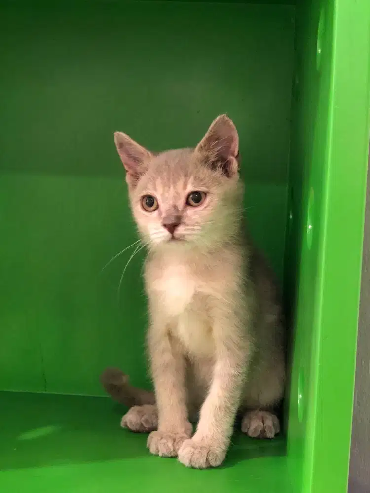 BSH Lilac line PED jantan