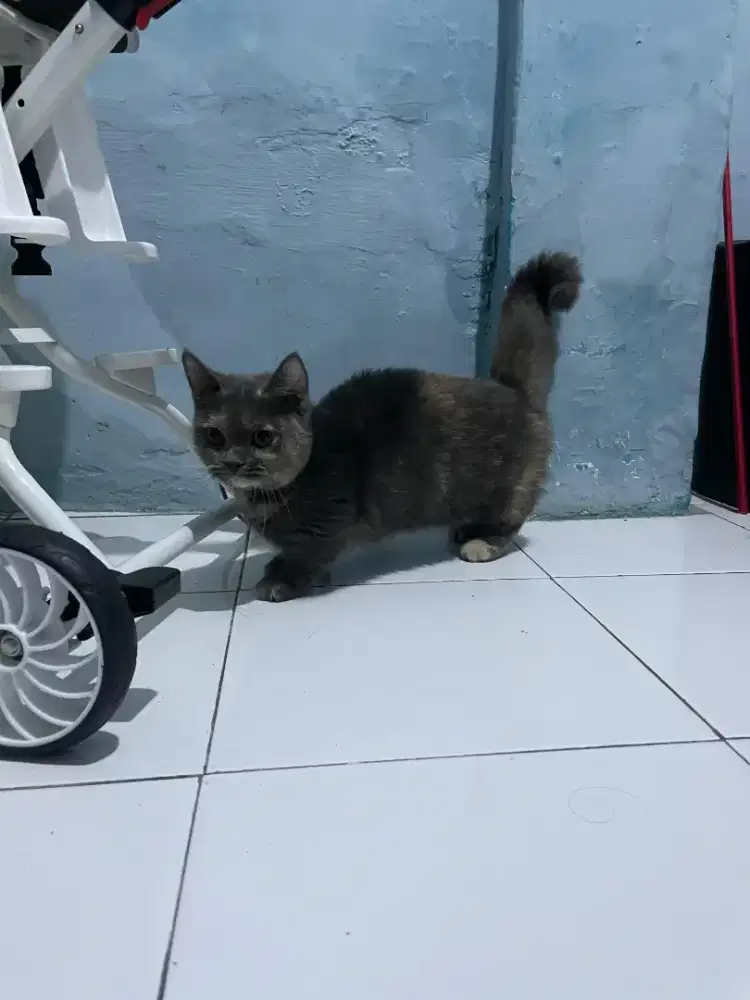 Kucing Munchkin BSH/cebol British shorthair/kaki pendek Brittish