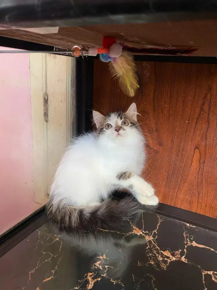 Kucing kitten munchkin Ns LH jantan