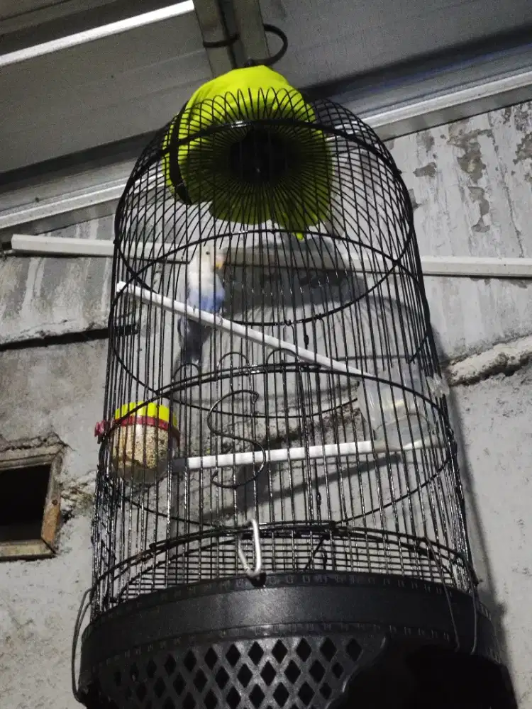 Burung Lovebird Ring ASN BF Full Sett