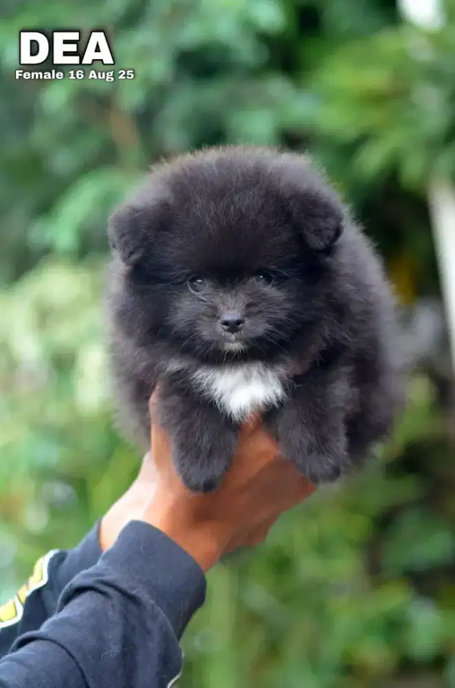 Minipom hitam putih betina •DEA•
