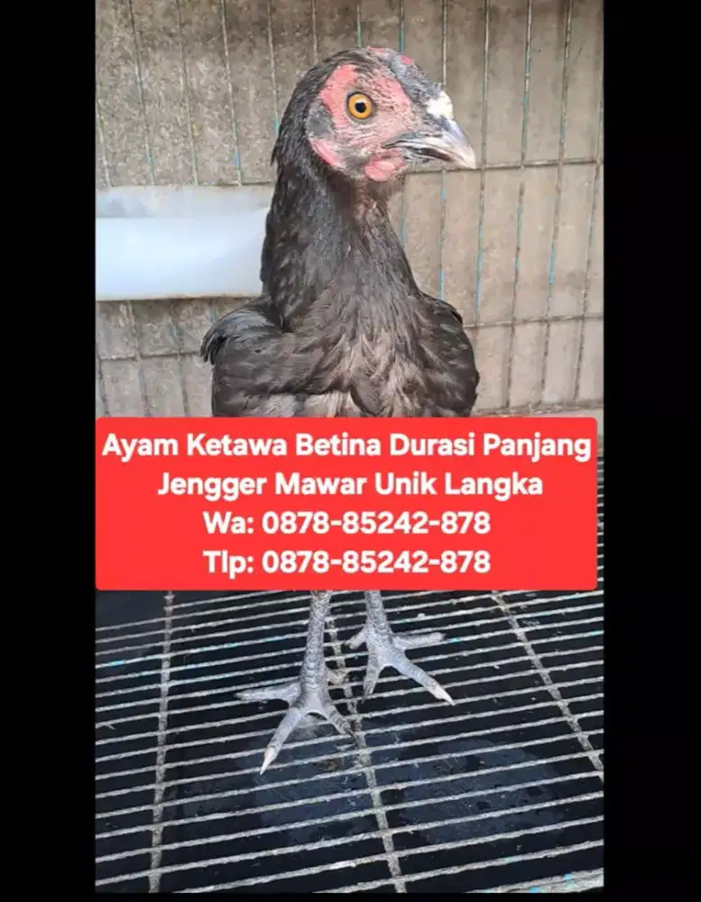 AYAM KETAWA BETINA DURASI PANJANG JENGGER MAWAR UNIK LANGKA