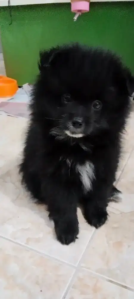 DI JUAL CEPAT ANAKAN MINIPOM 3BLN