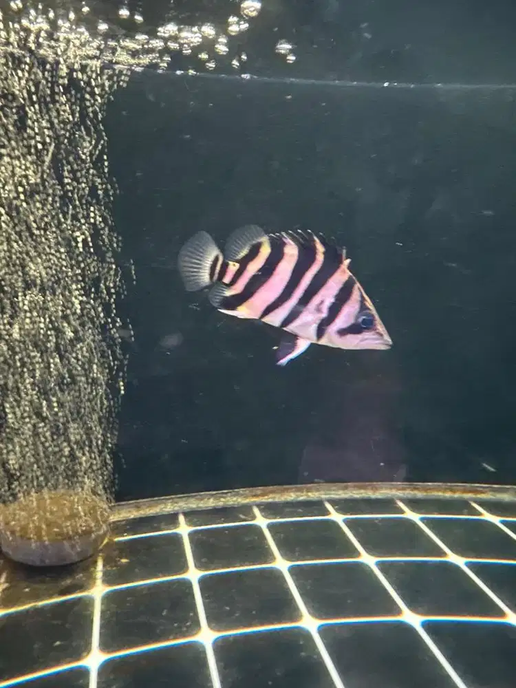 ikan datz 8 cm 4 bar cerah stabil