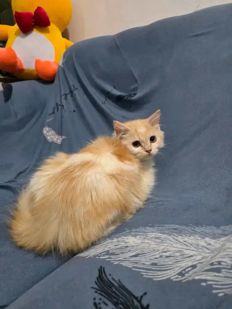 Munchin Ns longhair betina
