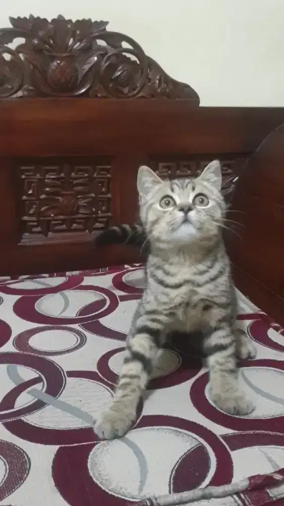 BRITISH SHORTHAIR