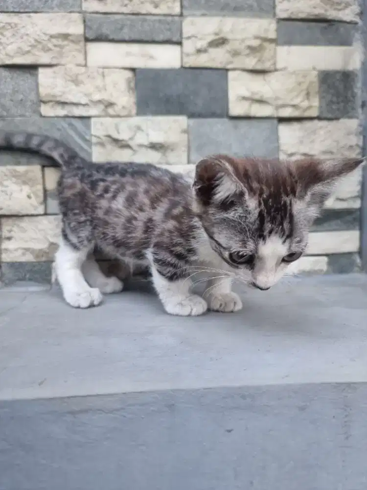 Kucing Muchkin Jantan