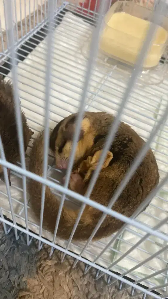 Couple Sugar Glider