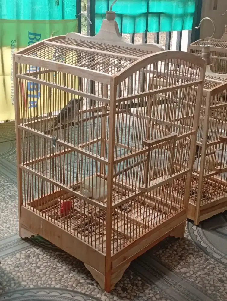 Burung krocokan fullset murah