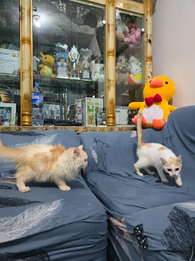 GRATIS kucing jantan bkn kampung