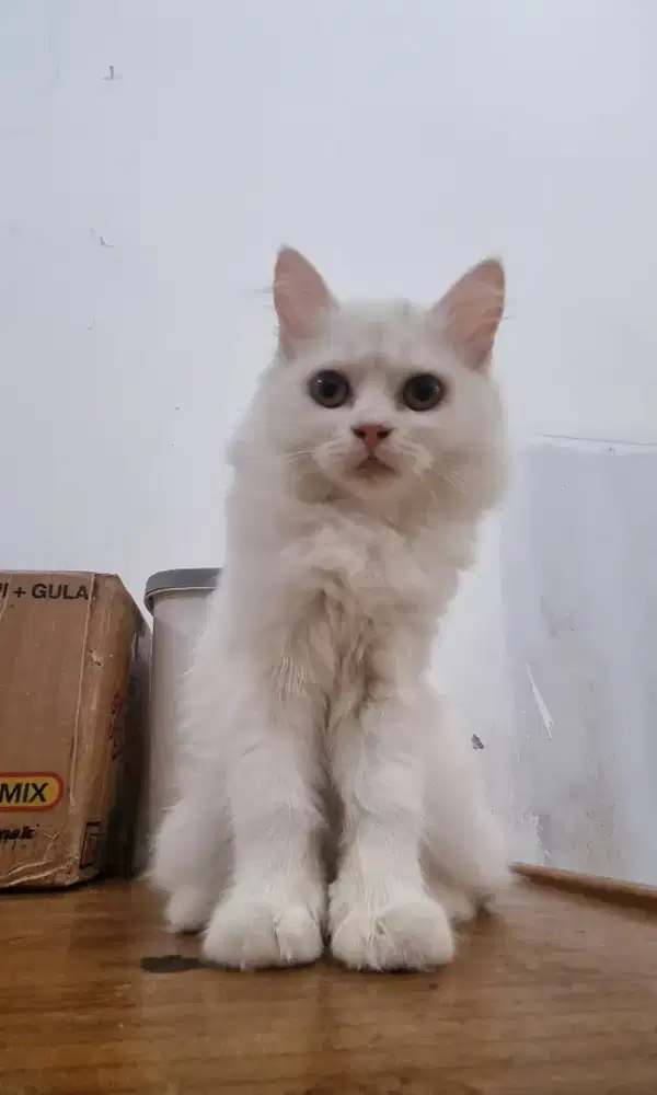 Kitten kucing persia