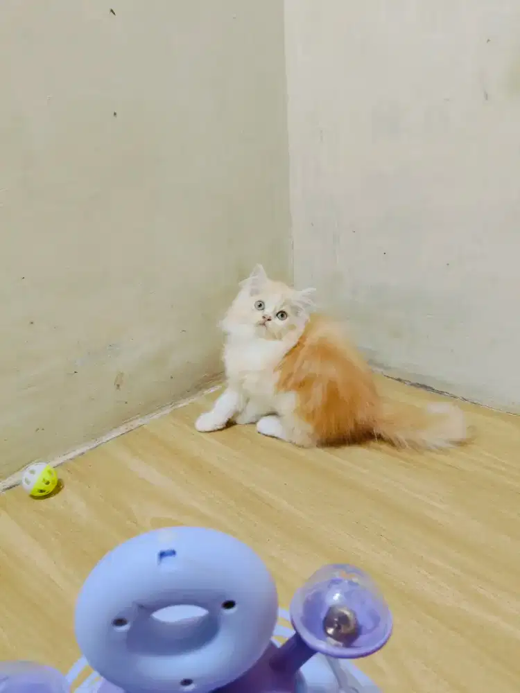 Kitten Persia betina