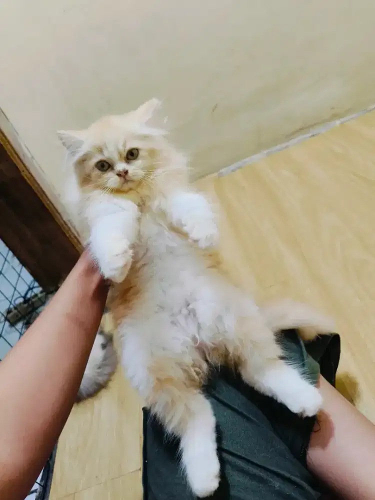 Kitten Persia betina